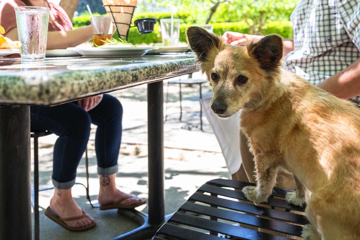 dog-friendly-dining-cropped-horizontal